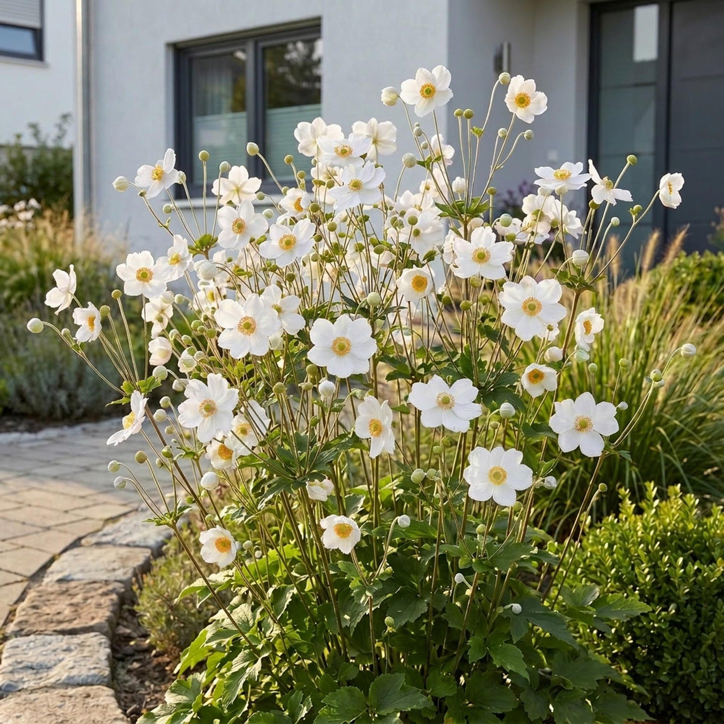 Green boutiQ - Plante vivace - Anemone hybr. Hon. Jobert - Anémone d'automne - Ombre - Blanc - 12 Plantes - Pot de 11 cm - Hauteur 15-25 cm