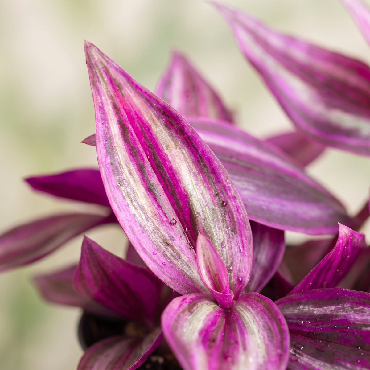 Tradescantia Pink Paradise® - Tradescantia Pink Paradise® - Paars - Roze - Tropisch - Ø6cm - ↕5cm