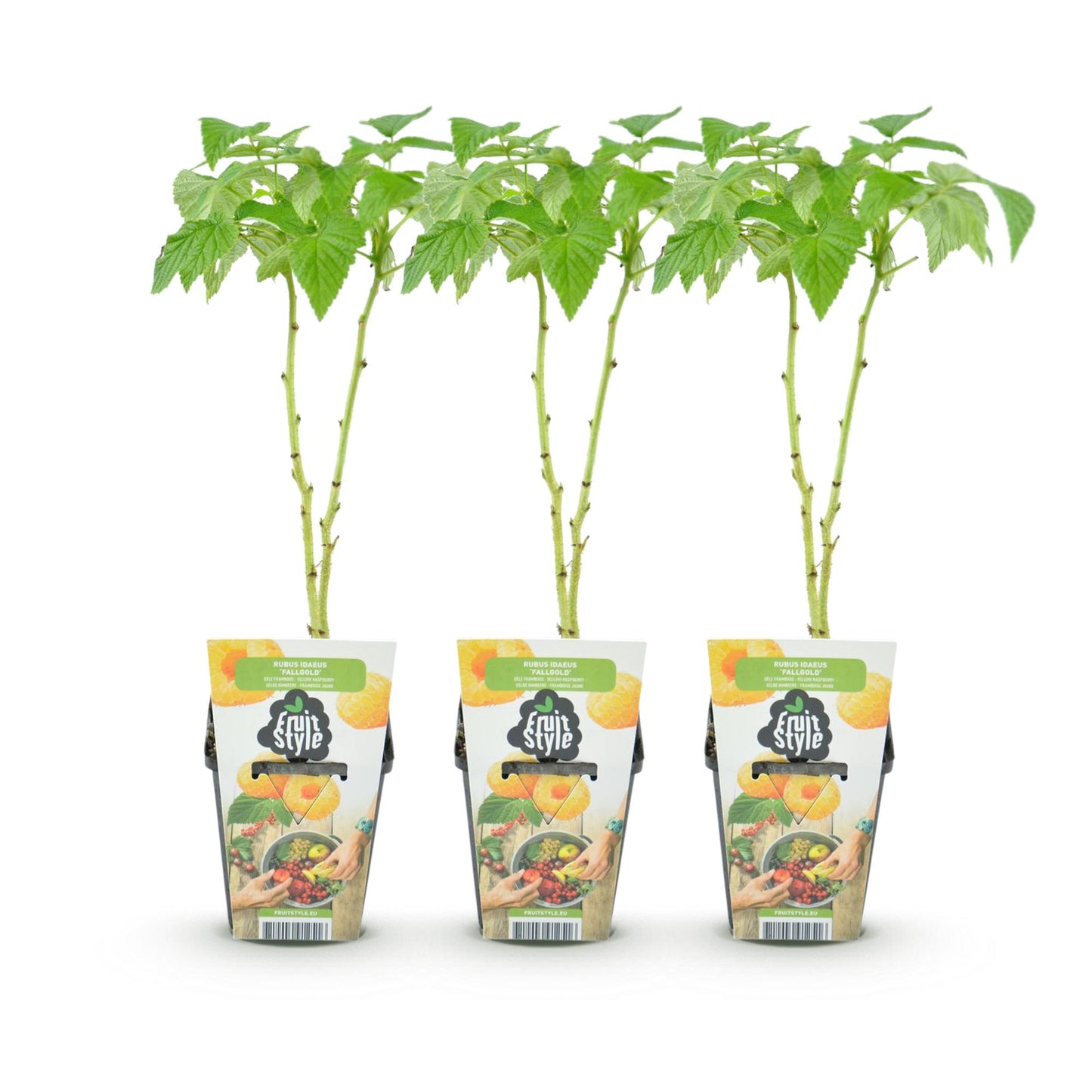 Green boutiQ - Fruitplanten - Framboos - Rubus idaeus Fallgold - Winterhard - 3 Planten - Pot 9 cm - Gele Framboos