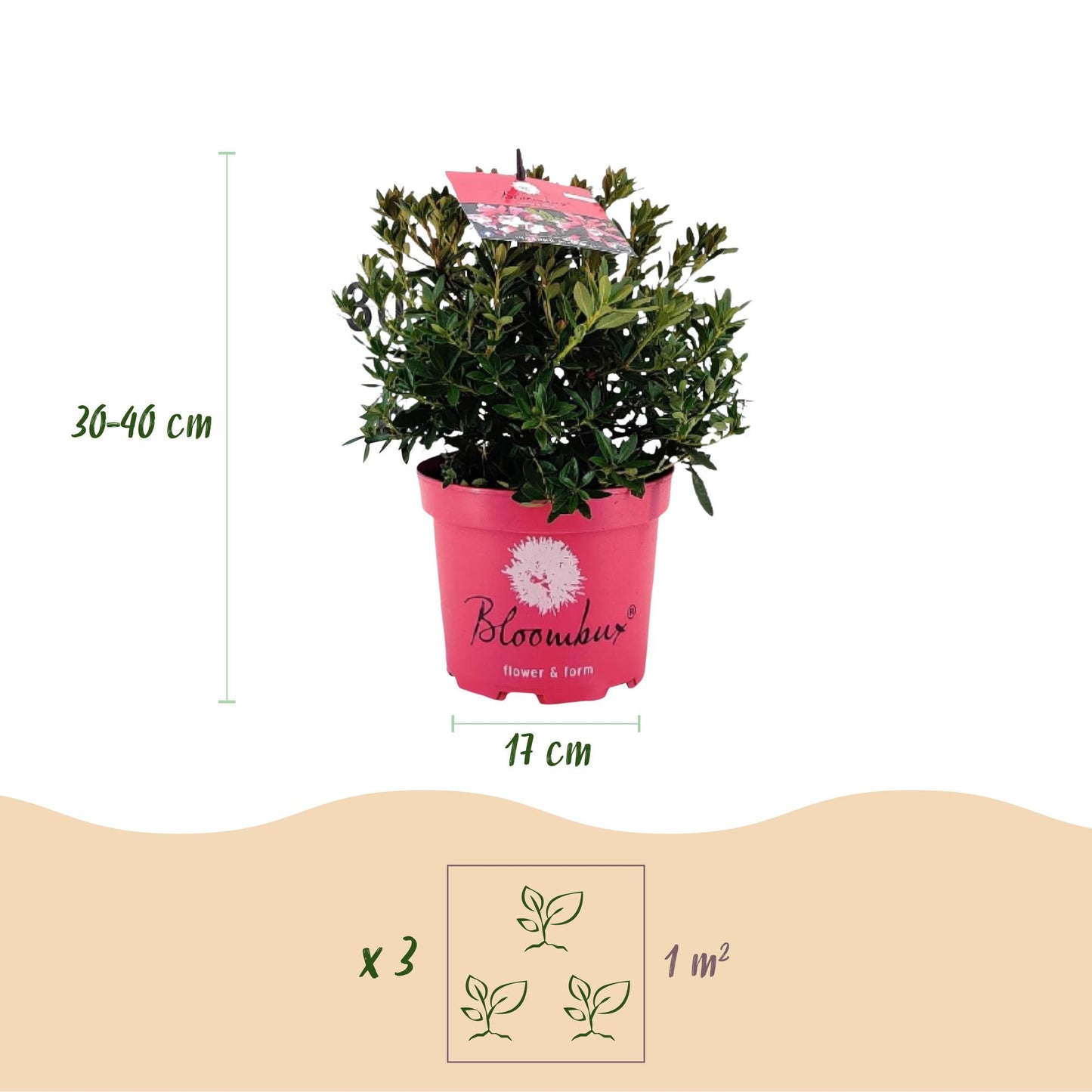 Green boutiQ - Dwerg Rhododendron - Rhododendron Bloombux Magenta - Bloeiende Buxus - Weinig Onderhoud - Roze Bloem - 1 Plant - Pot 17cm - Hoogte 30-40cm