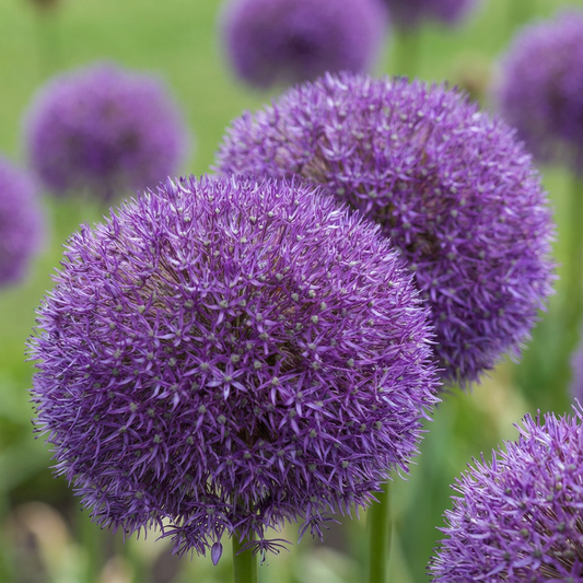 16x Allium Pinball Wizard - Ornamental Onion Wizard's Staff - Purple - Summer Bloomer - Bulb Size 18/20