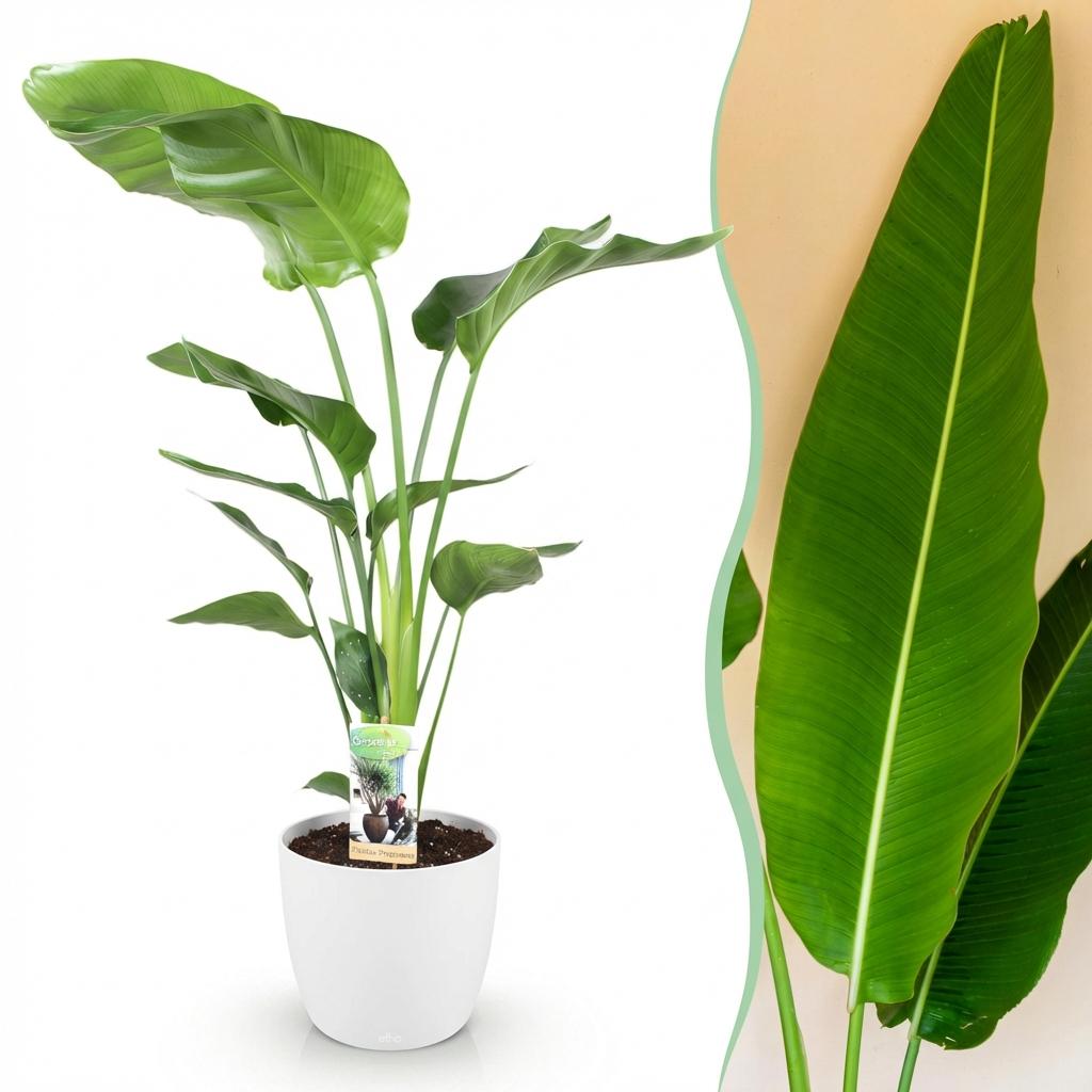 Green boutiQ - Houseplants - Strelitzia Nicolai - Bird of Paradise - Low maintenance - Green - 1 Plant - with Potter White - Pot 21cm - Height 110-120cm