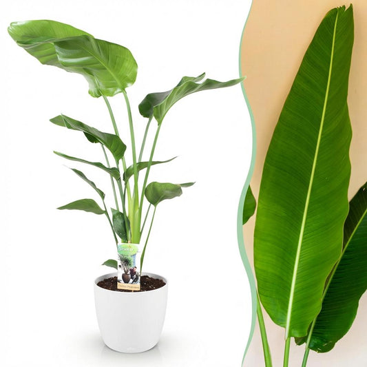 Green boutiQ - Houseplants - Strelitzia Nicolai - Bird of Paradise - Low maintenance - Green - 1 Plant - with Potter White - Pot 21cm - Height 110-120cm