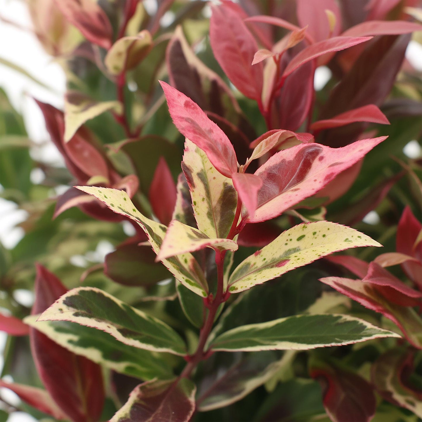 Garden Plant - Leucothoe Colour Diamond - Variegated - 1 Plant - Evergreen - Low Maintenance - Pot 17cm Height 45cm