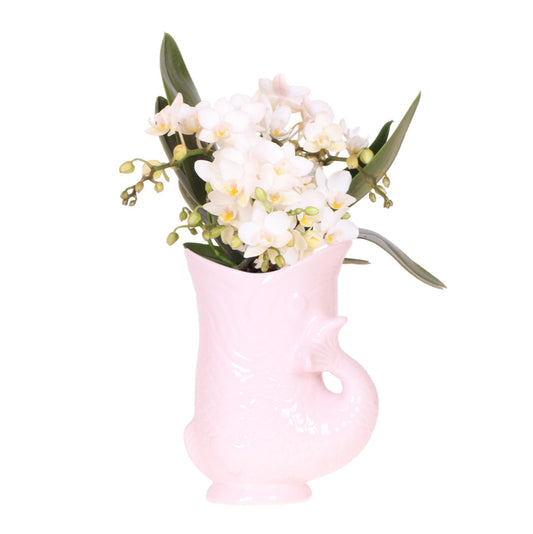 Orchidee colibrì | Orchidea bianca 'Nazaré' + Vaso per pesci rosa - dimensioni vaso Ø9 cm | pianta d'appartamento in fiore - fresca dal coltivatore