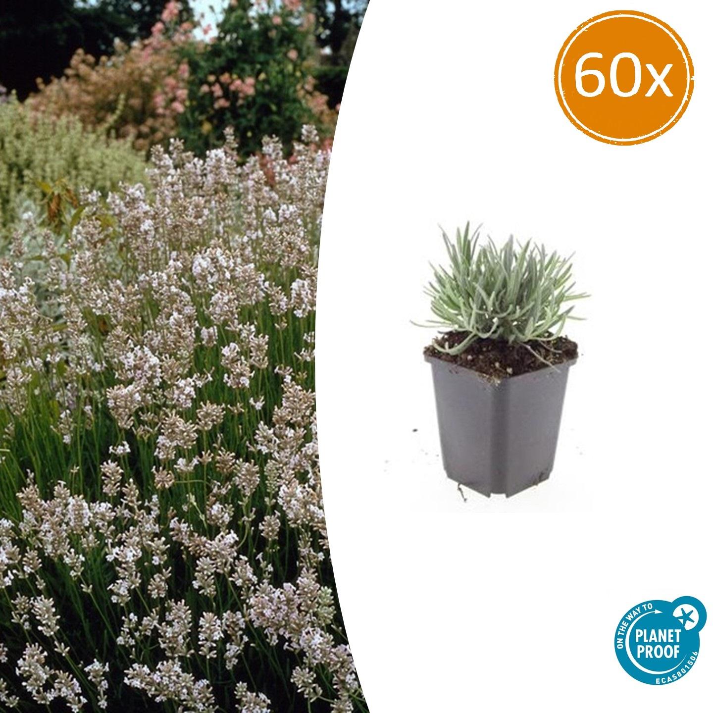 60x Lavandula int. 'Edelweiss' - ↕10-25cm - Ø9cm