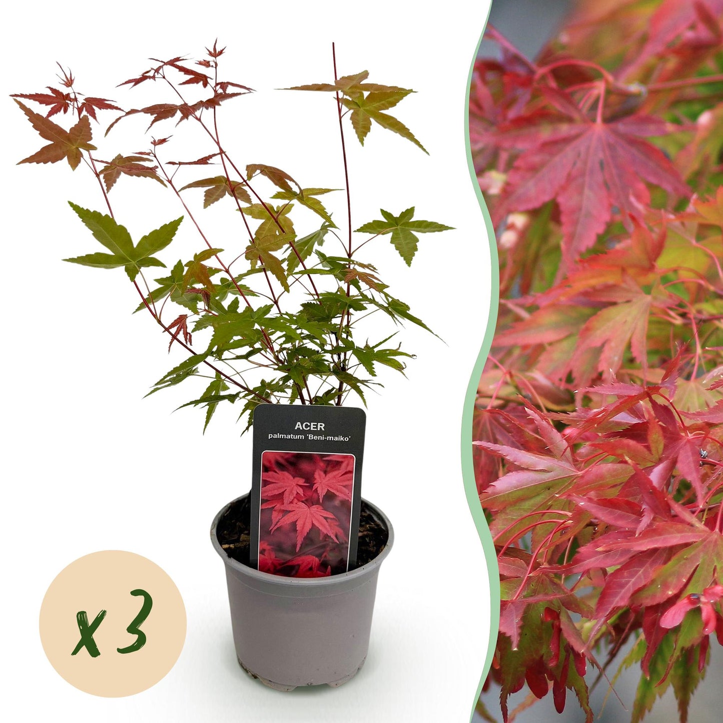 Green boutiQ - Garden Plant - Acer palmatum Beni-maiko - Red - 3 Plants - Deciduous - Low Maintenance - Pot 12cm Height 35cm