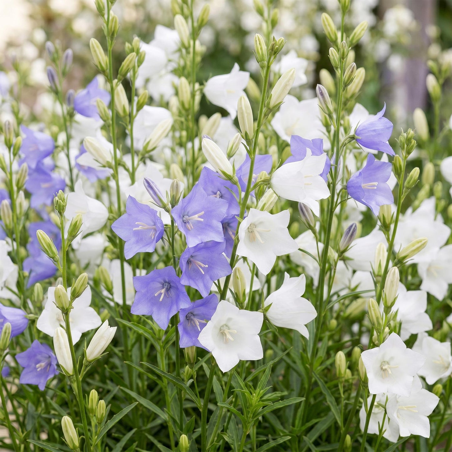 Green boutiQ - Plante vivace - Campanula persicaria Duo - Cloche de pêcher - Attire les abeilles et les papillons - Bleu - Blanc - 6 Plantes - Pot 11cm - Hauteur 15-25cm