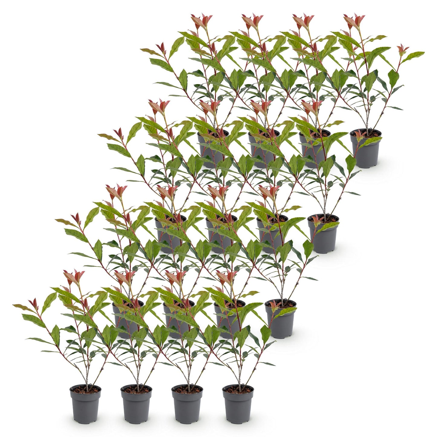 Green boutiQ - 16x Photinia fraseri Carre Rouge - Glossy Mispel - Hedge Plants - Evergreen - Red - Pot 9cm - Height 25-35cm