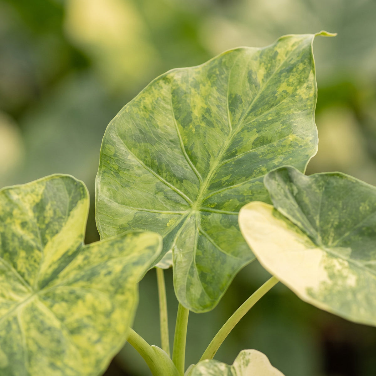 Alocasia Macrorrhiza Aurea Variegata - Gouden olifantsoor - Groen - Variegata - Tropisch - Ø6cm - ↕15cm