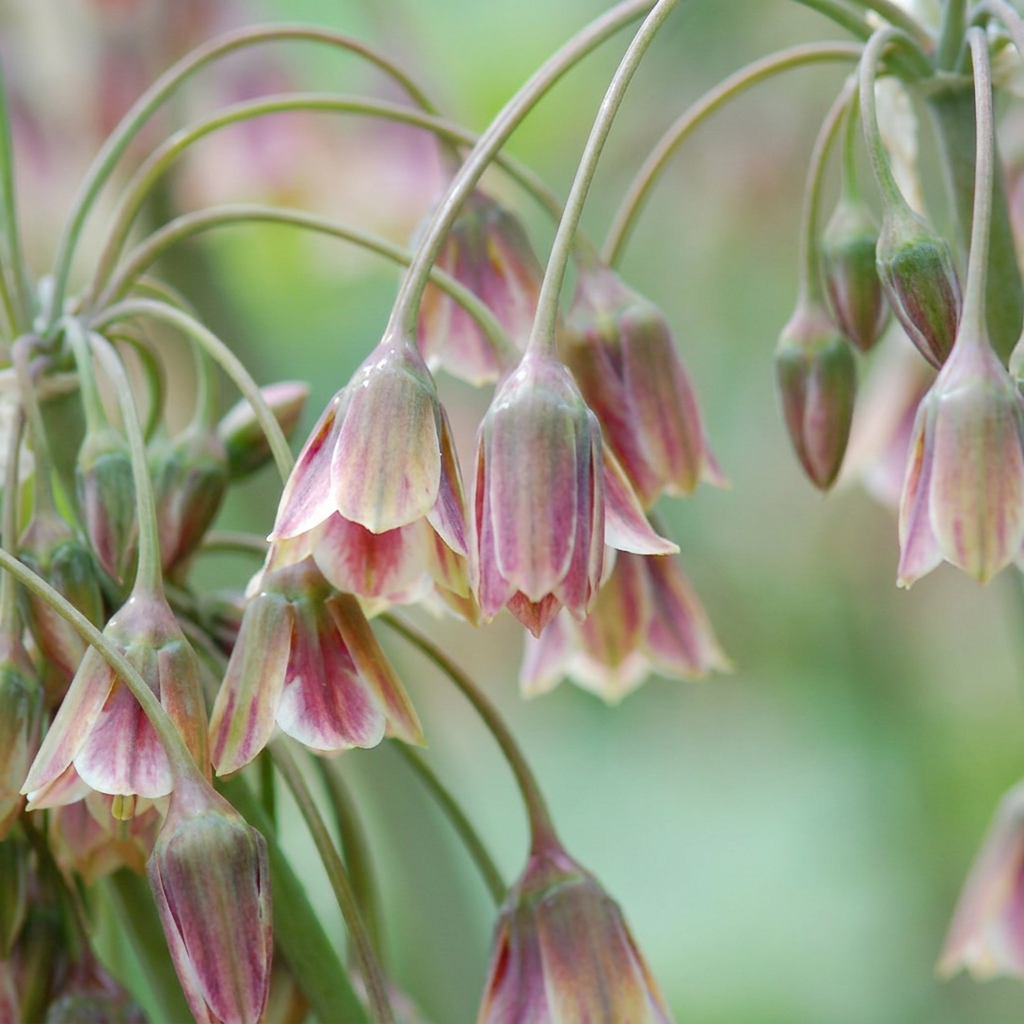 160x Allium Siculum - Campanella di miele siciliana - Crema e Rosa - Fioritura estiva - Calibro bulbo 10/12