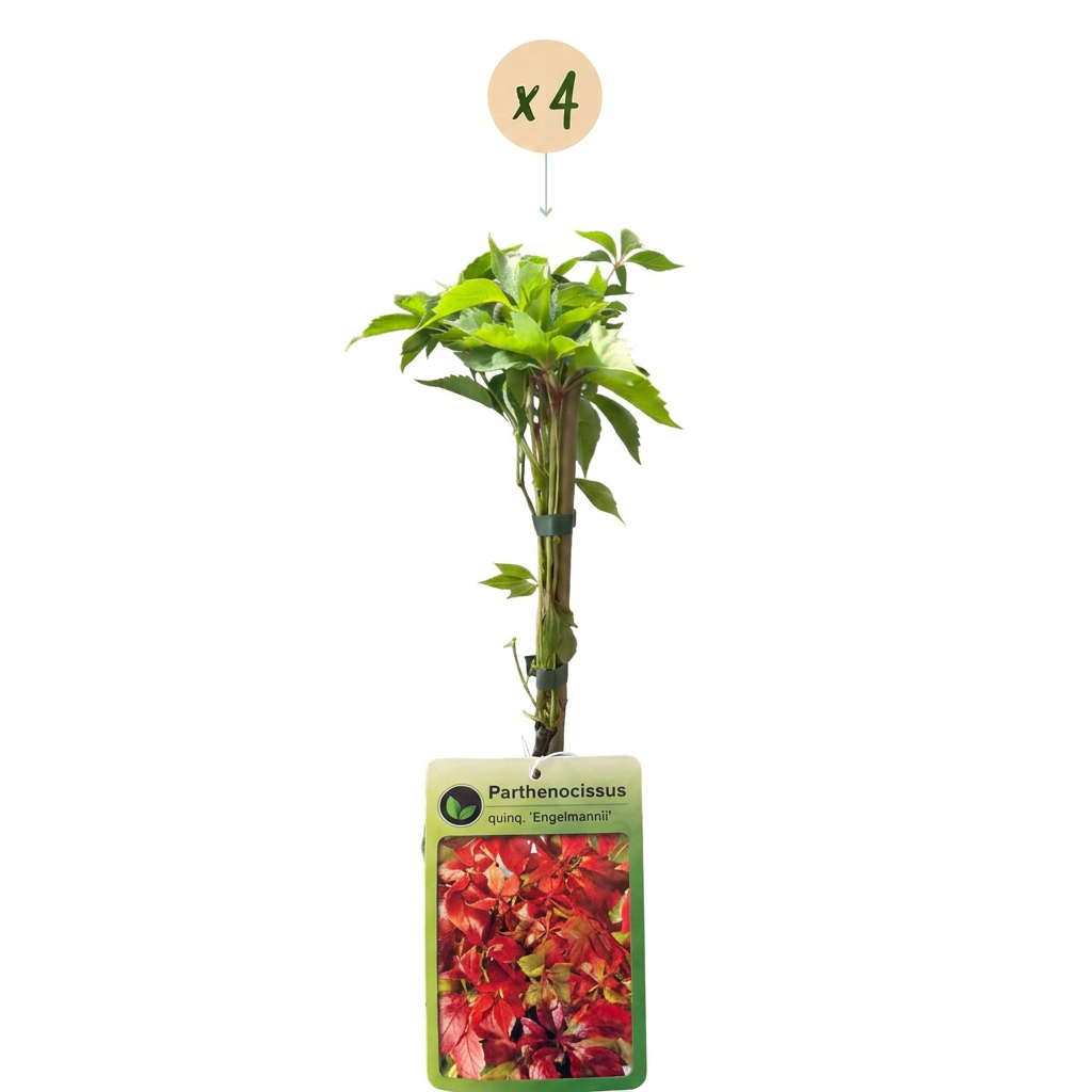 4x Parthenocissus quin. 'Engelmannii' - Vite americana - Giallo - Verde - Pianta rampicante - Ø9cm - ↕35cm