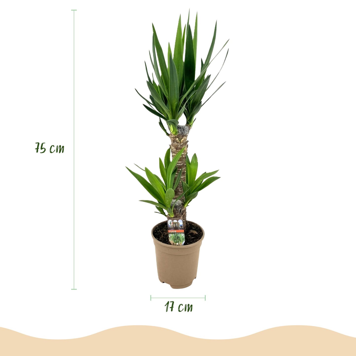 Green boutiQ - Houseplant - Yucca elephantipes - Yucca - Low maintenance - Green - 2 - Pot 17cm - Height 75cm