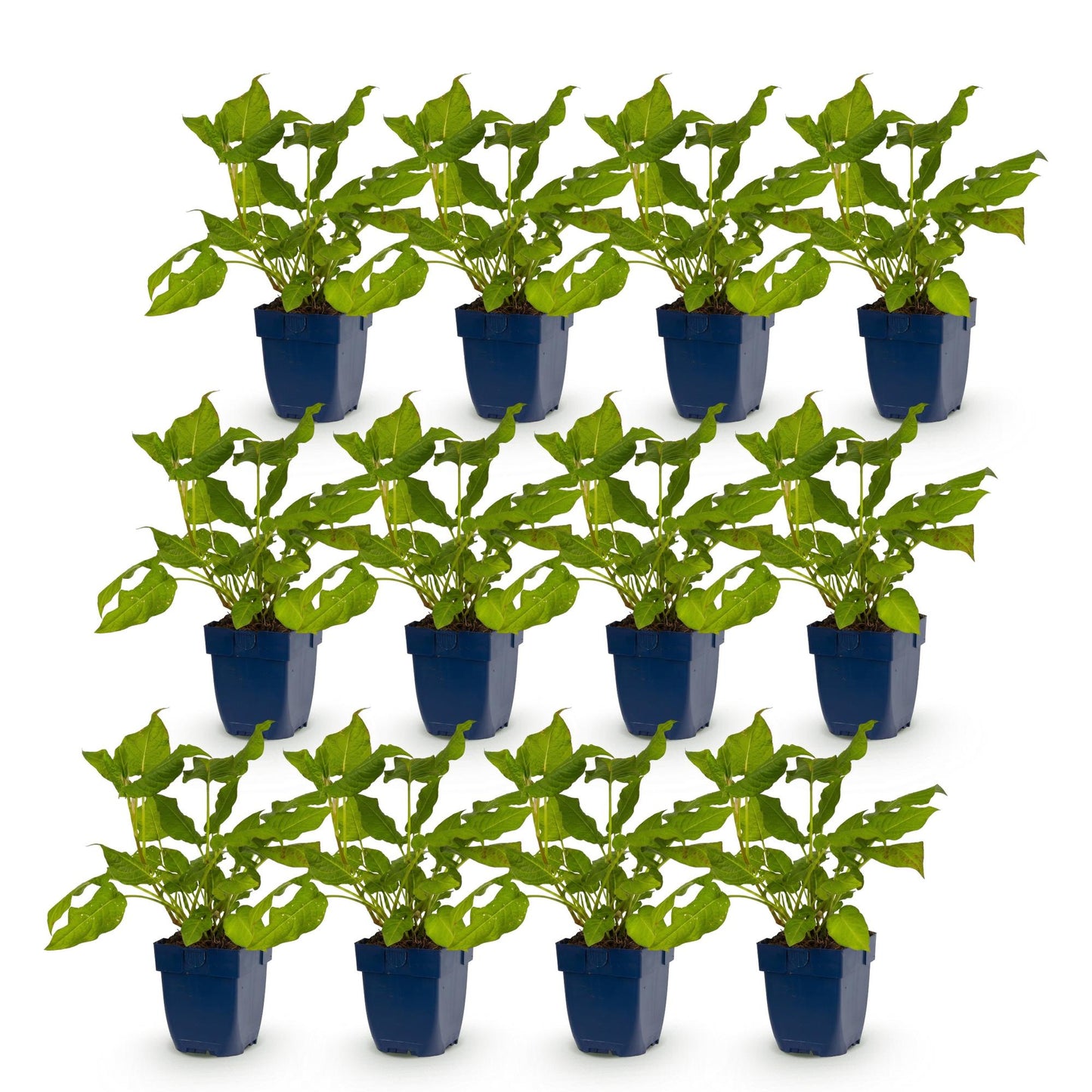 Vasteplant - Persicaria amplexicaulis - Duizendknoop - Bijen en Vlinderlokkers - Rood - 12 Planten - Pot 11cm - Hoogte 15-25cm