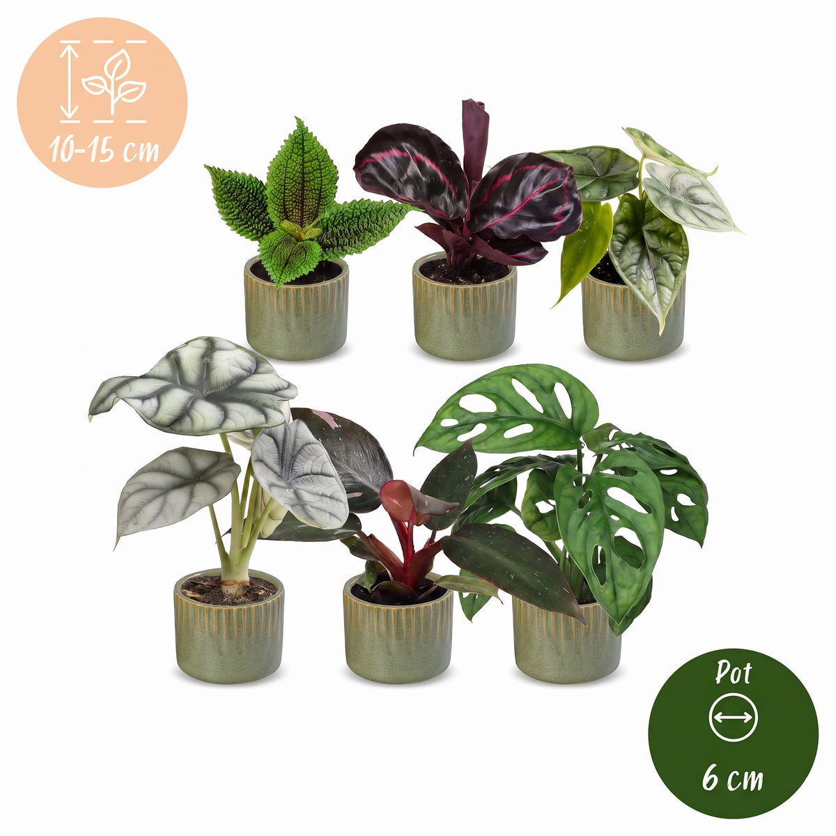 6x Baby Jungle Mix - Diversen - Tropisch - incl. Linnea Olive - Ø6cm - ↕10-15cm