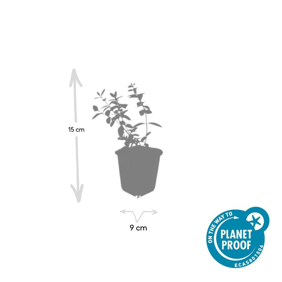 60x Hypericum dummeri 'Peter Dummer' - ↕10-25cm - Ø9cm