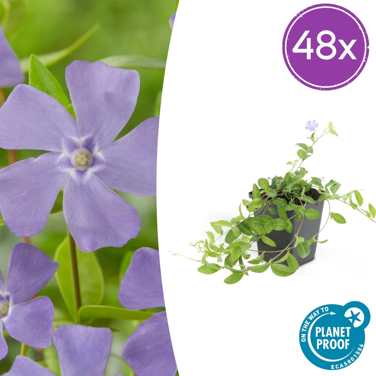 48x Vinca minor - ↕10-25cm - Ø9cm