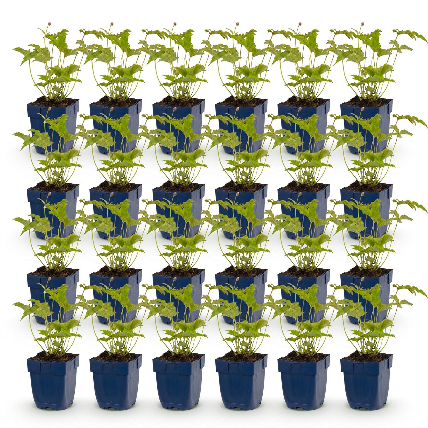 Green boutiQ - Plante vivace - Anemone hybr. Hon. Jobert - Anémone d'automne - Ombre - Blanc - 24 Plantes - Pot de 11 cm - Hauteur 15-25 cm