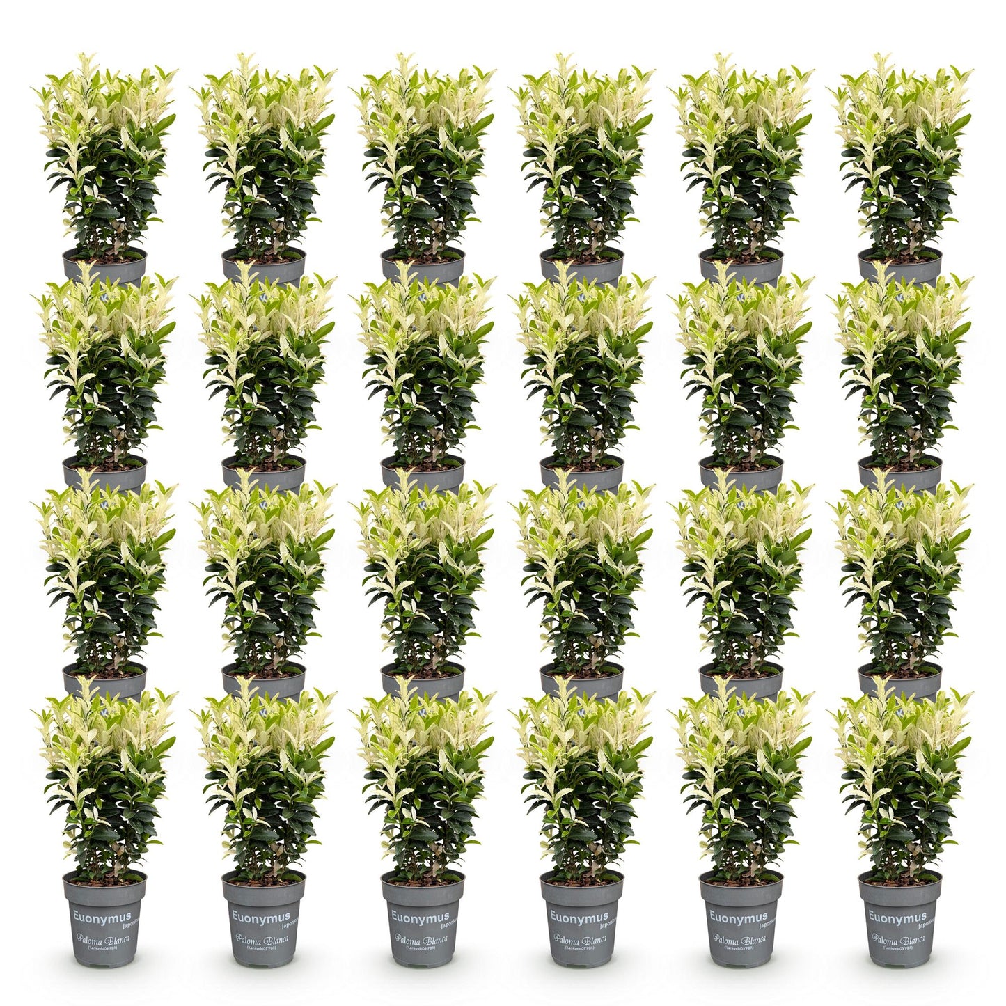 Green boutiQ - 24x Euonymus japonica Paloma Blanca - Fusaggine - Piante da siepe - Sempreverdi - Verde - Bianco - Vaso 9cm - Altezza 20-30cm