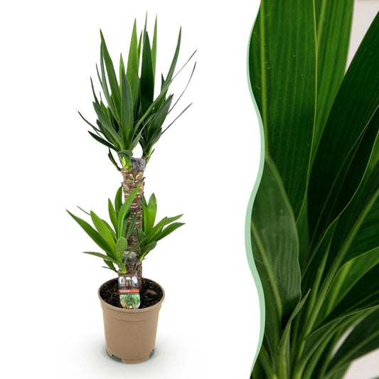 Houseplant - Yucca elephantipes - Yucca - Low maintenance - Green - 1 - Pot 17cm - Height 75cm