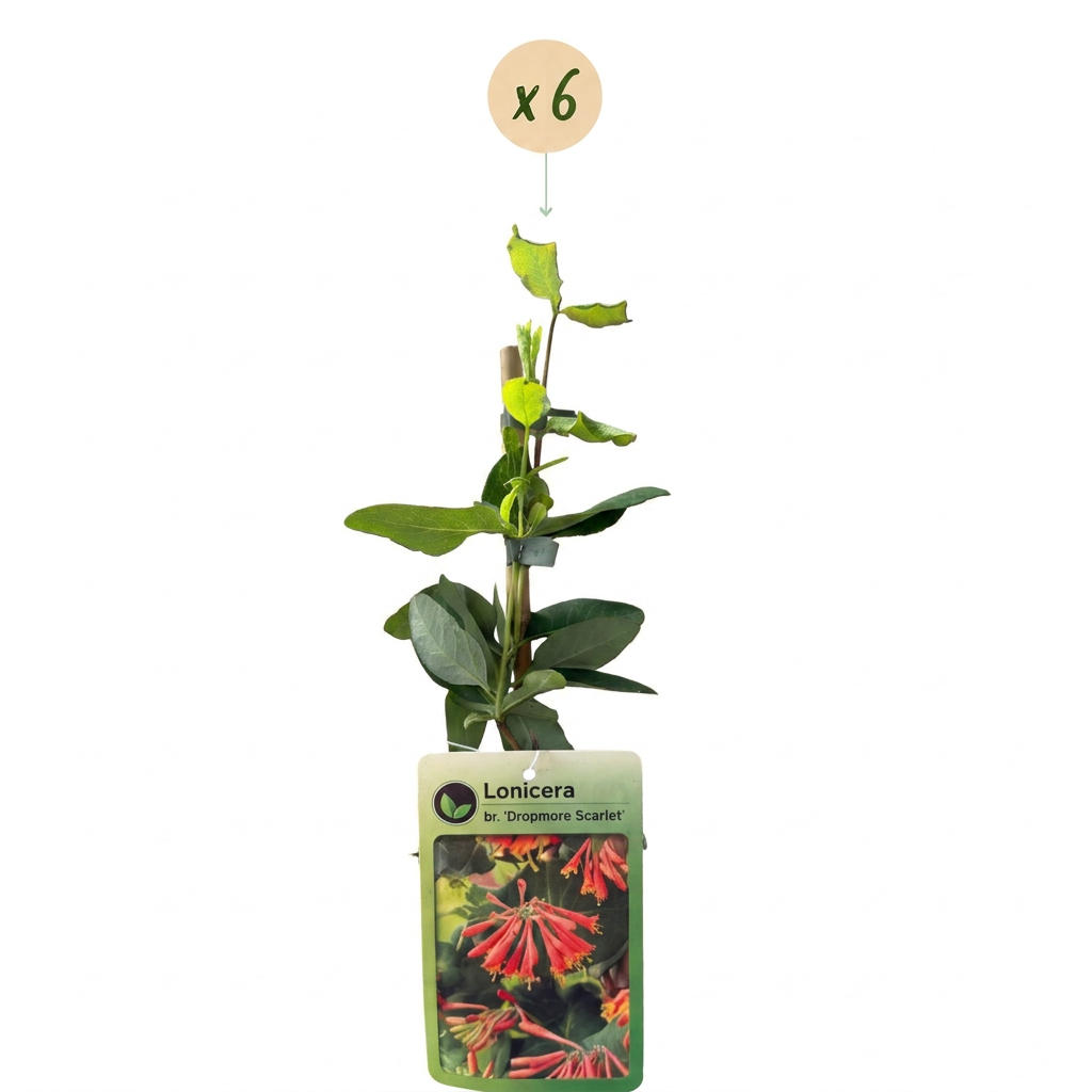 6x Lonicera br. 'Dropmore Scarlet' - Honeysuckle 'Dropmore Scarlet' - Red-Yellow - Climbing plant - Ø9cm - ↕35cm