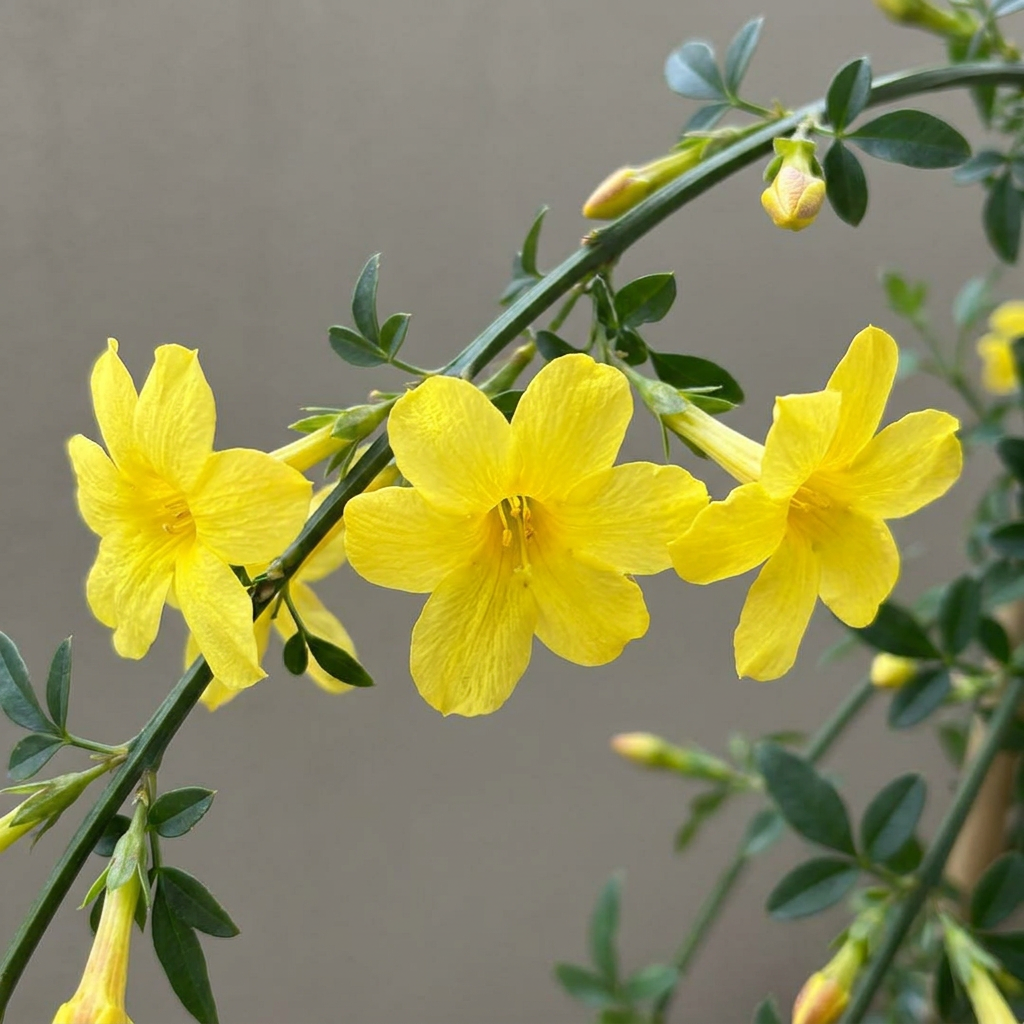 Jasminum nudiflorum - Winter Jasmine - Yellow - Climbing plant - Ø9cm - ↕35cm