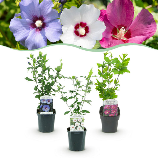 Green boutiQ - Heesters - Hibiscus syriacus Tricolour - Bloem Roze, Wit en Blauw - 3 Planten - Bladverliezend - Weinig Onderhoud - Pot 17cm Hoogte 45cm
