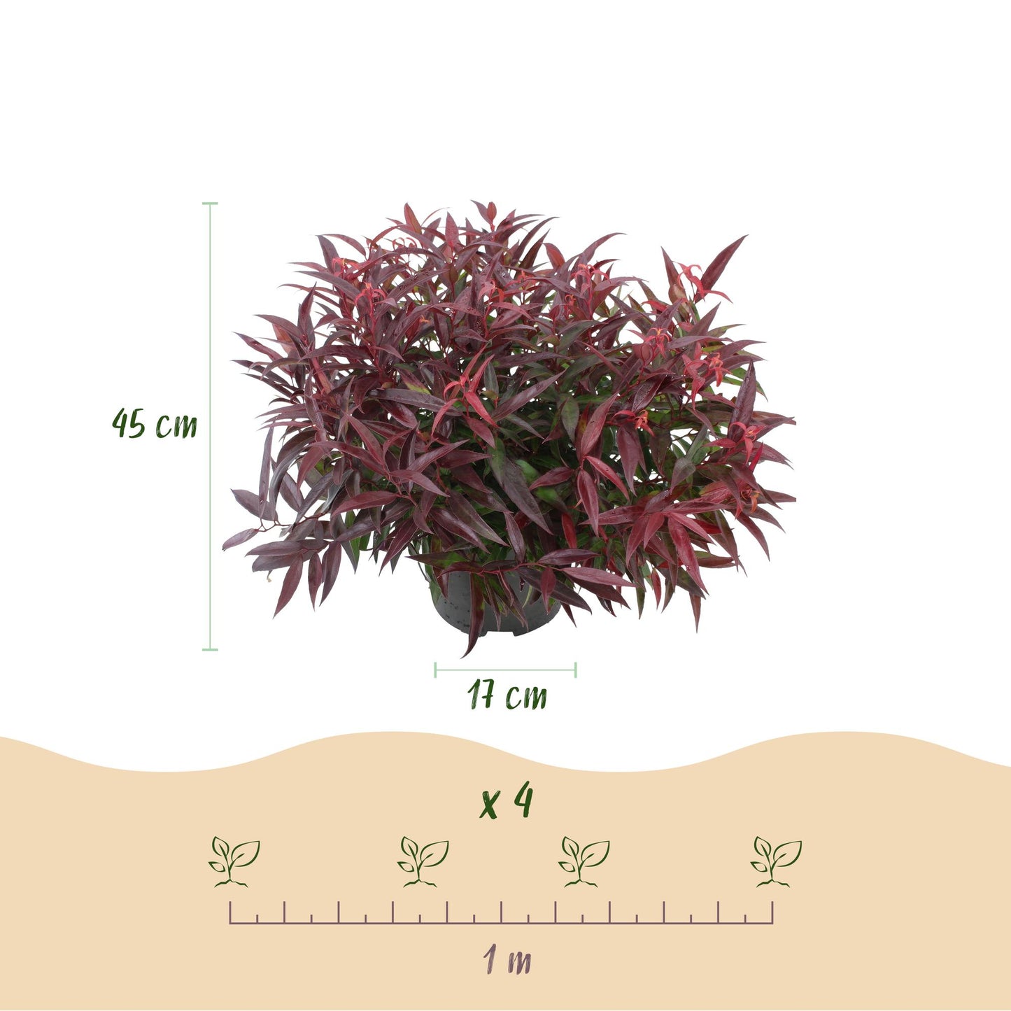 Pianta da giardino - Leucothoe Burning Love - Rosso - 1 Pianta - Sempreverde - Poca manutenzione - Vaso 17cm Altezza 45cm