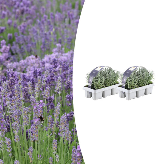 2x 6 pack Lavender angustifolia - Ø7 cm - ↕15 cm