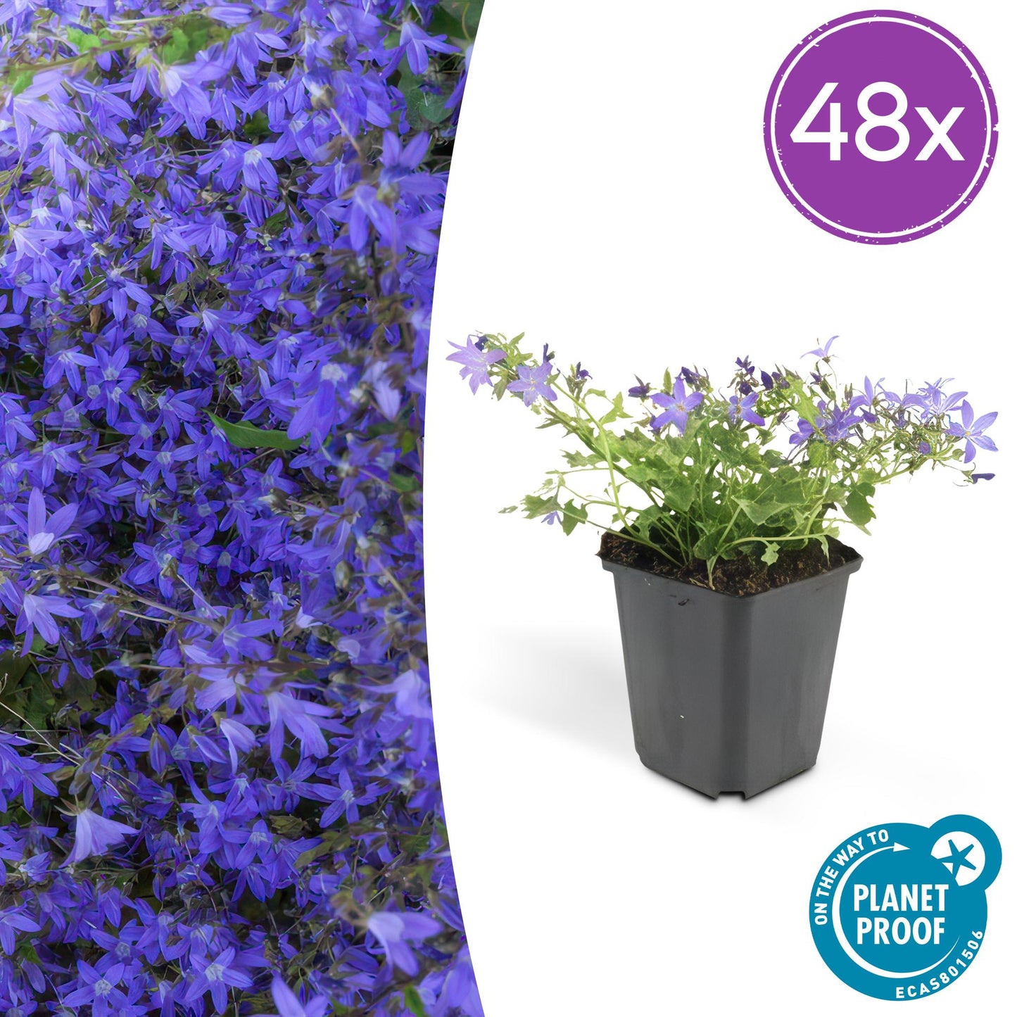 48x Campanula poscharskyana 'Stella' - ↕10-25cm - Ø9cm