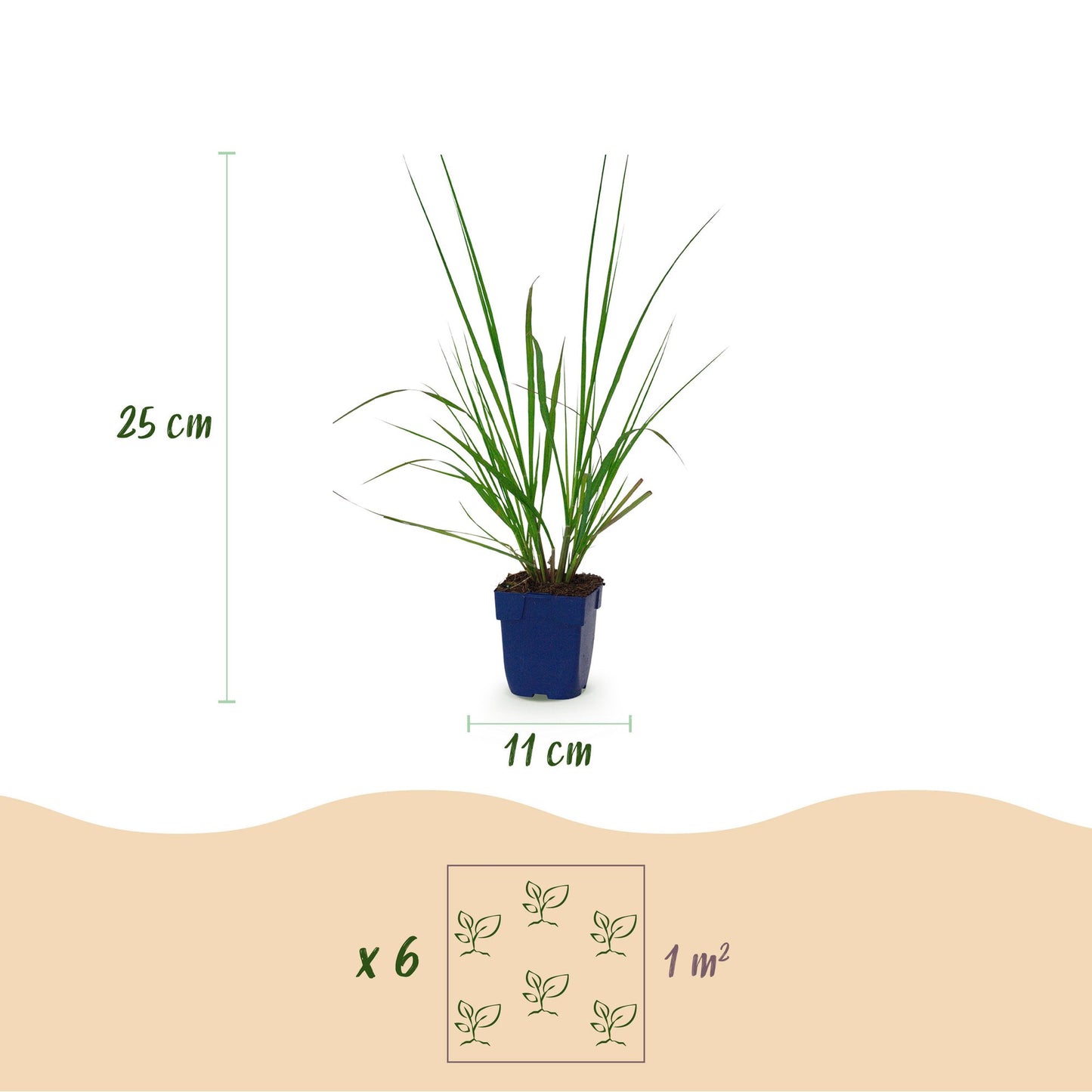Grassen - Pennisetum alop. Black Beauty - Lampenpoetsergras - Met Pluim - Groen - 12 Planten - Pot 11cm - Hoogte 15-25cm