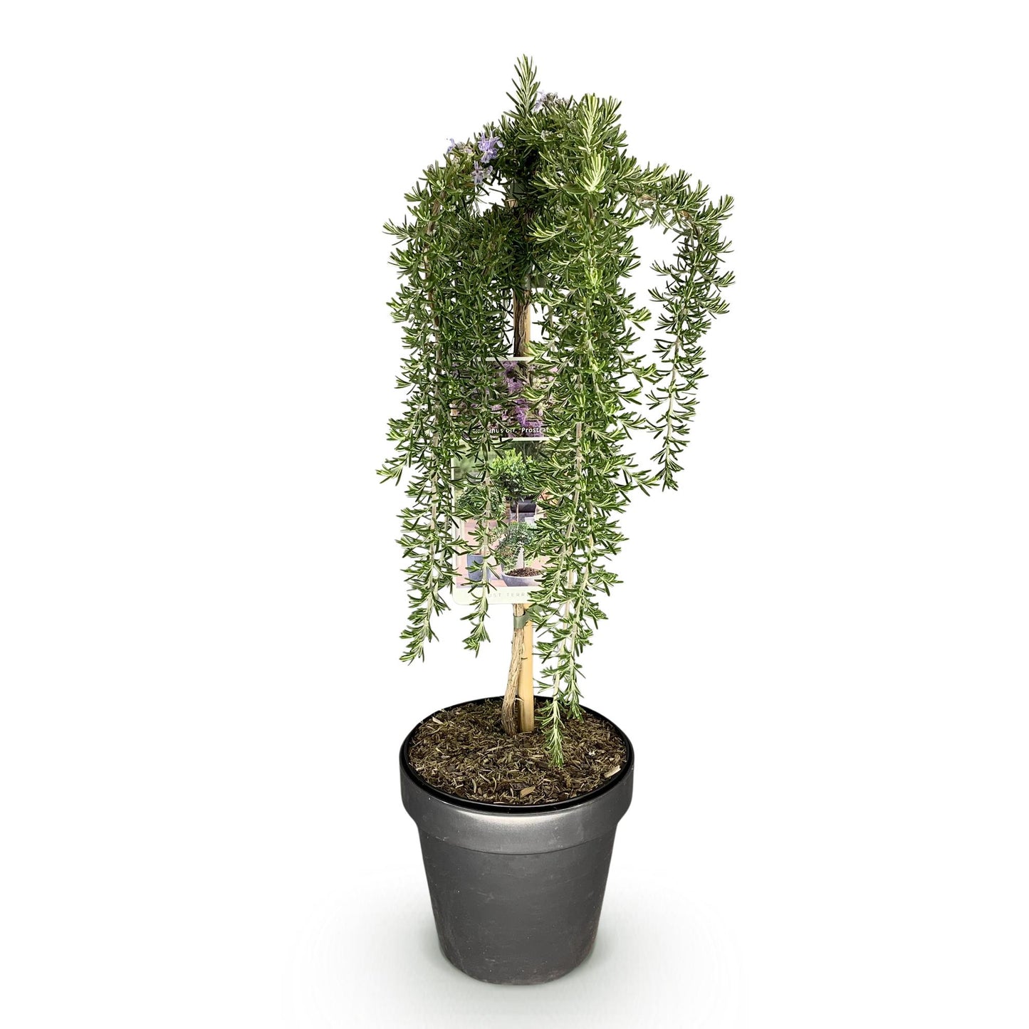 Green boutiQ - Pianta su stelo - Rosmarinus officinalis Prostratus - Pianta da patio - Sempreverde - Resistente all'inverno - Fiore viola - Vaso 19 cm Altezza 90 cm