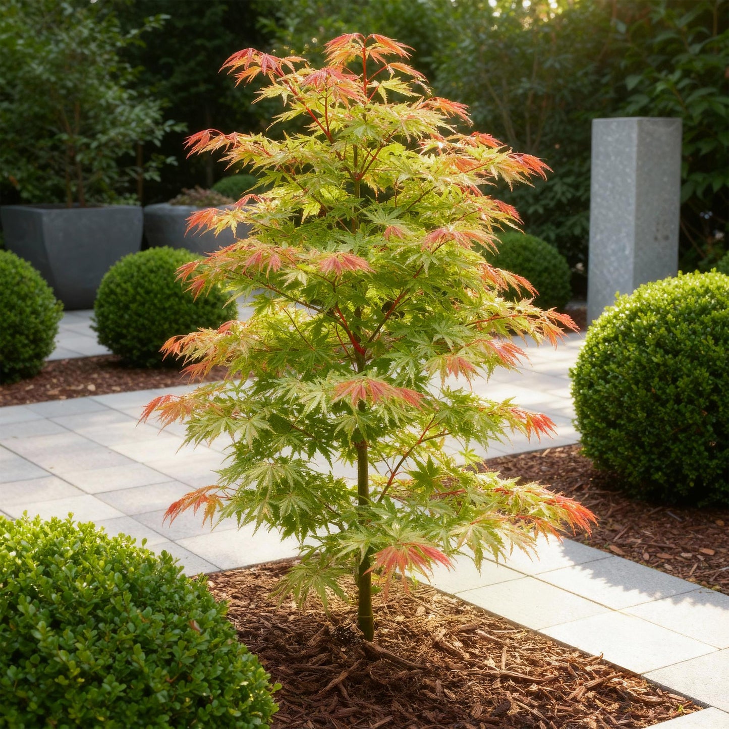 Green boutiQ - Garden Plant - Acer palmatum Phoenix - Pink - 3 Plants - Deciduous - Low Maintenance - Pot 12cm Height 35cm