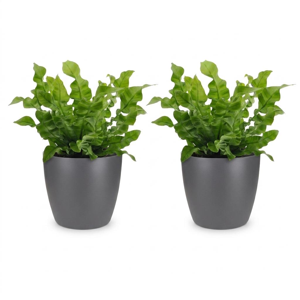 Asplenium Crispy Wave - Asplenium Crispy Wave - 2 Piante - con Vaso Grigio - Vaso 12cm - Altezza - 30cm
