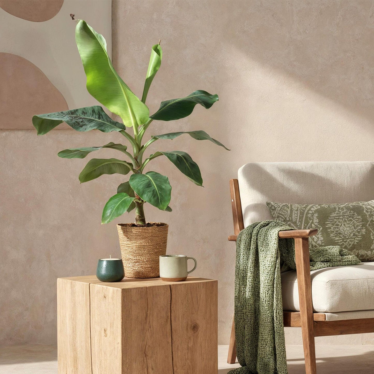 Green is... Houseplants - Musa acuminata Dwarf Cavendish - Banana plant - Low maintenance - Green - 1 Plant - Pot 21cm - Height 70-75cm