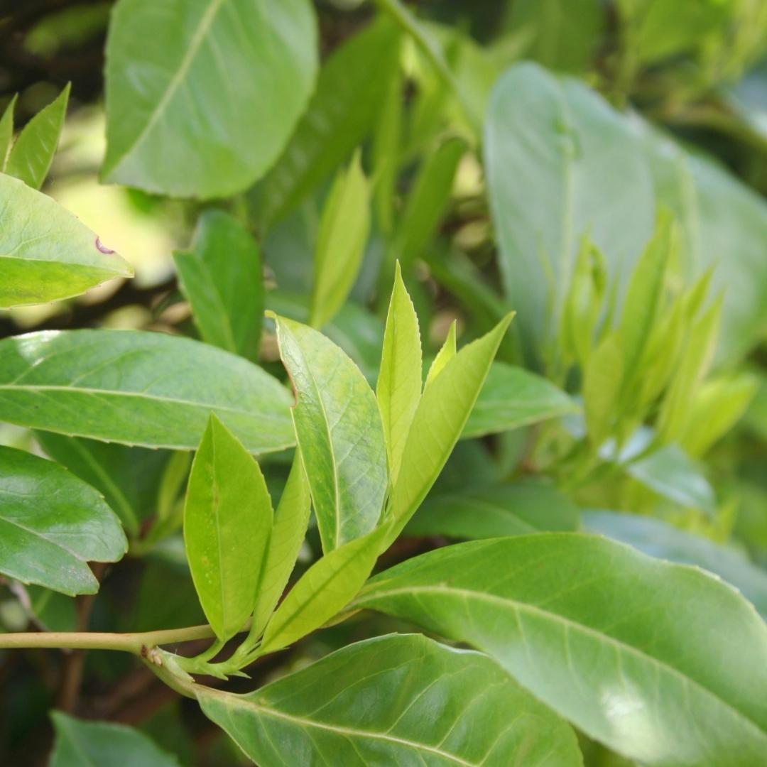 Large Cherry Laurel Plants Novita for 10 linear metres of hedge | - 15L - 20x | ↨ 125-150 cm