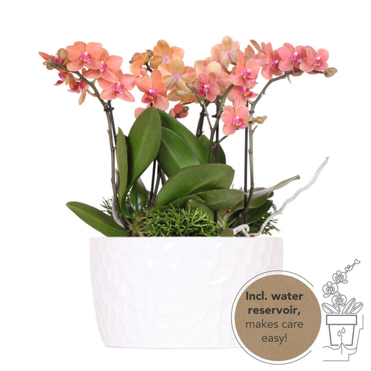 Orchidee colibrì | set di piante d'arancio in vaschetta per miele, incl tre orchidee arancioni Bolzano 9cm e tre piante verdi | Jungle Bouquet arancione con riserva d'acqua autosufficiente