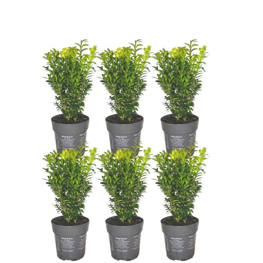 Siepe di Buxus Sempervirens da 1 metro - ↨ 20 cm - 6 x Ø 12 cm