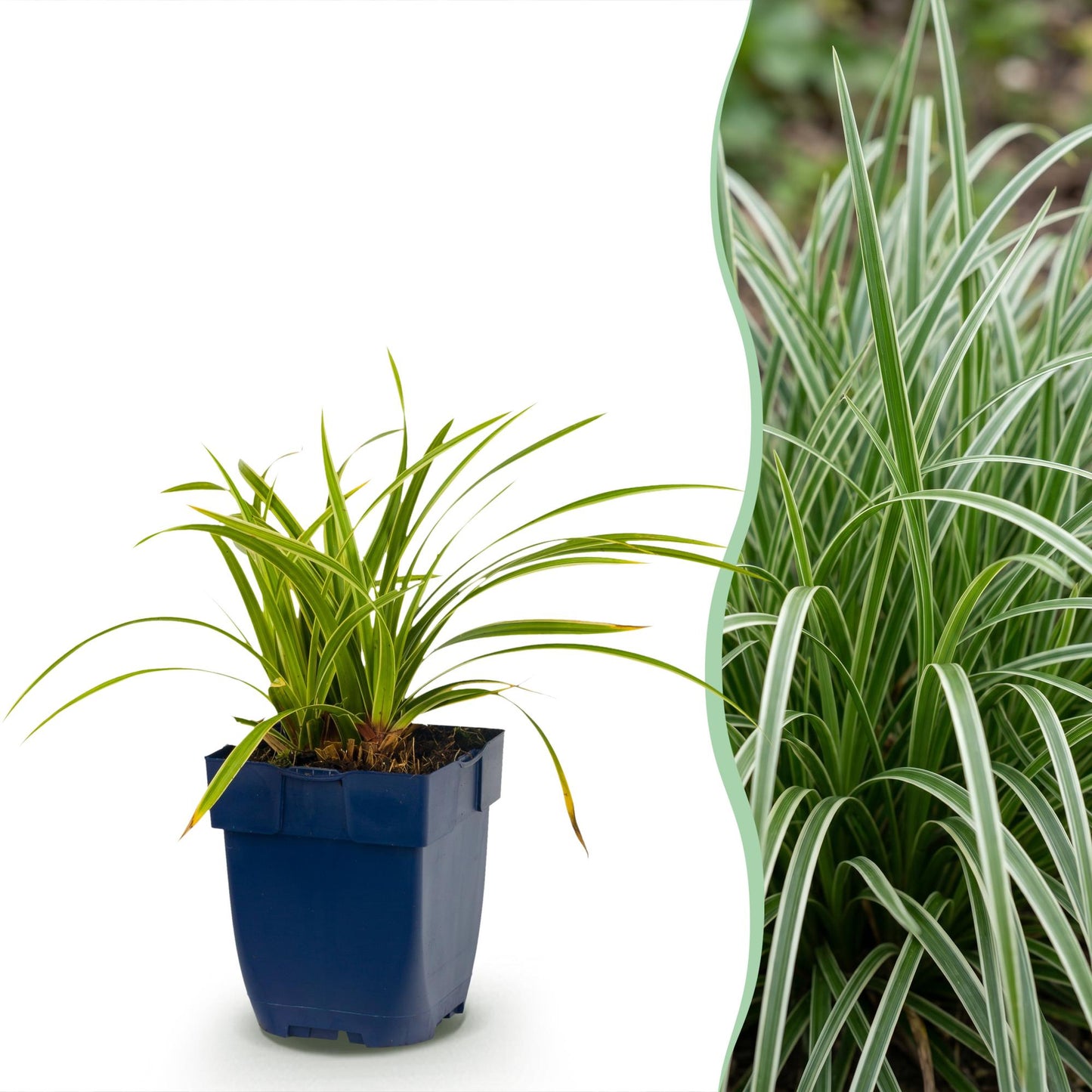 Grassen - Carex morrowii Ice Dance - Japanse Zegge - Groenblijvend - Creme-Groen - 6 Planten - Pot 11cm - Hoogte 15-25cm
