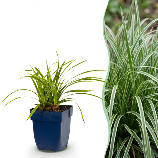 Grasses - Carex morrowii Ice Dance - Japanese Sedge - Evergreen - Cream-Green - 6 Plants - Pot 11cm - Height 15-25cm