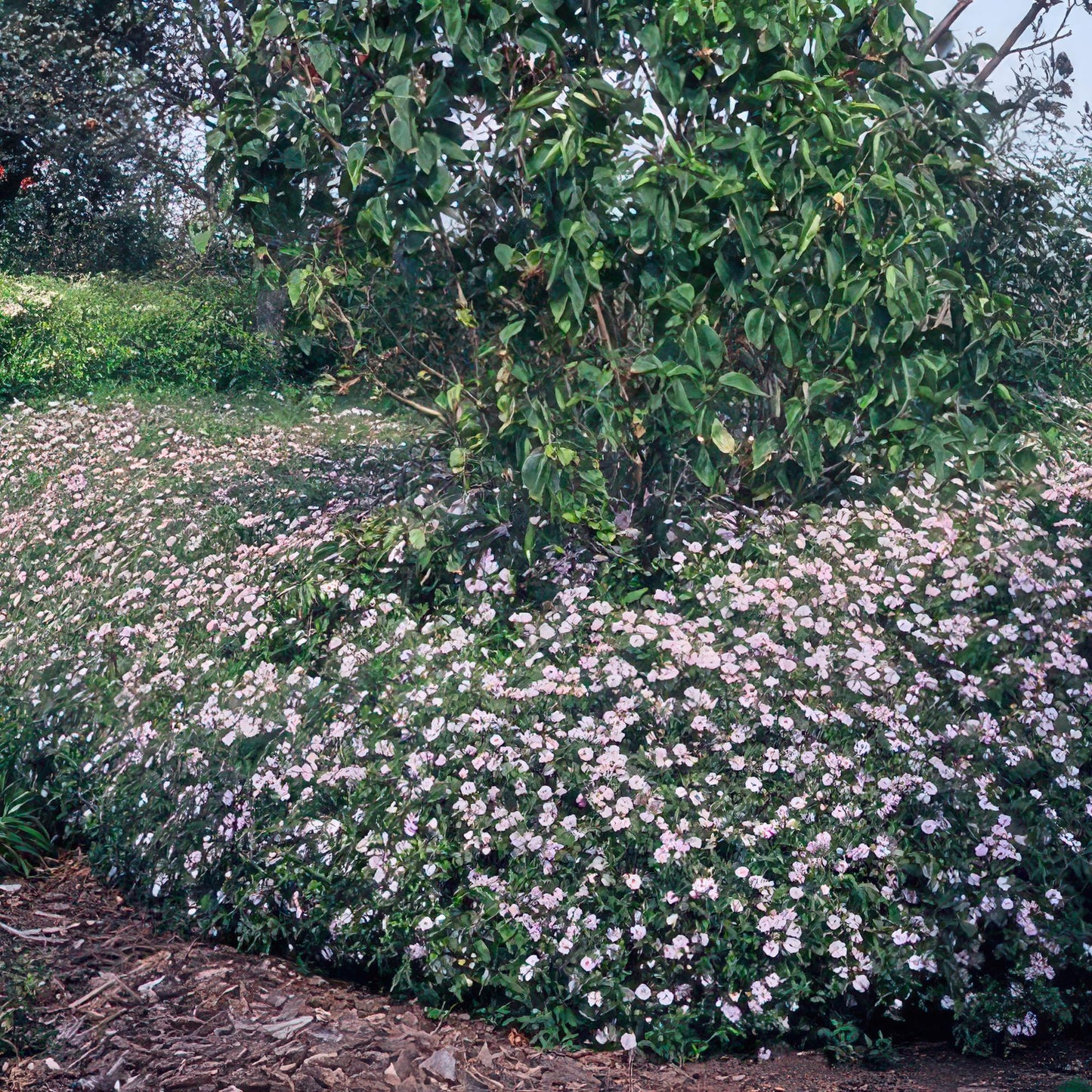 48x Aster ageratoides 'Asran' - ↕10-25cm - Ø9cm