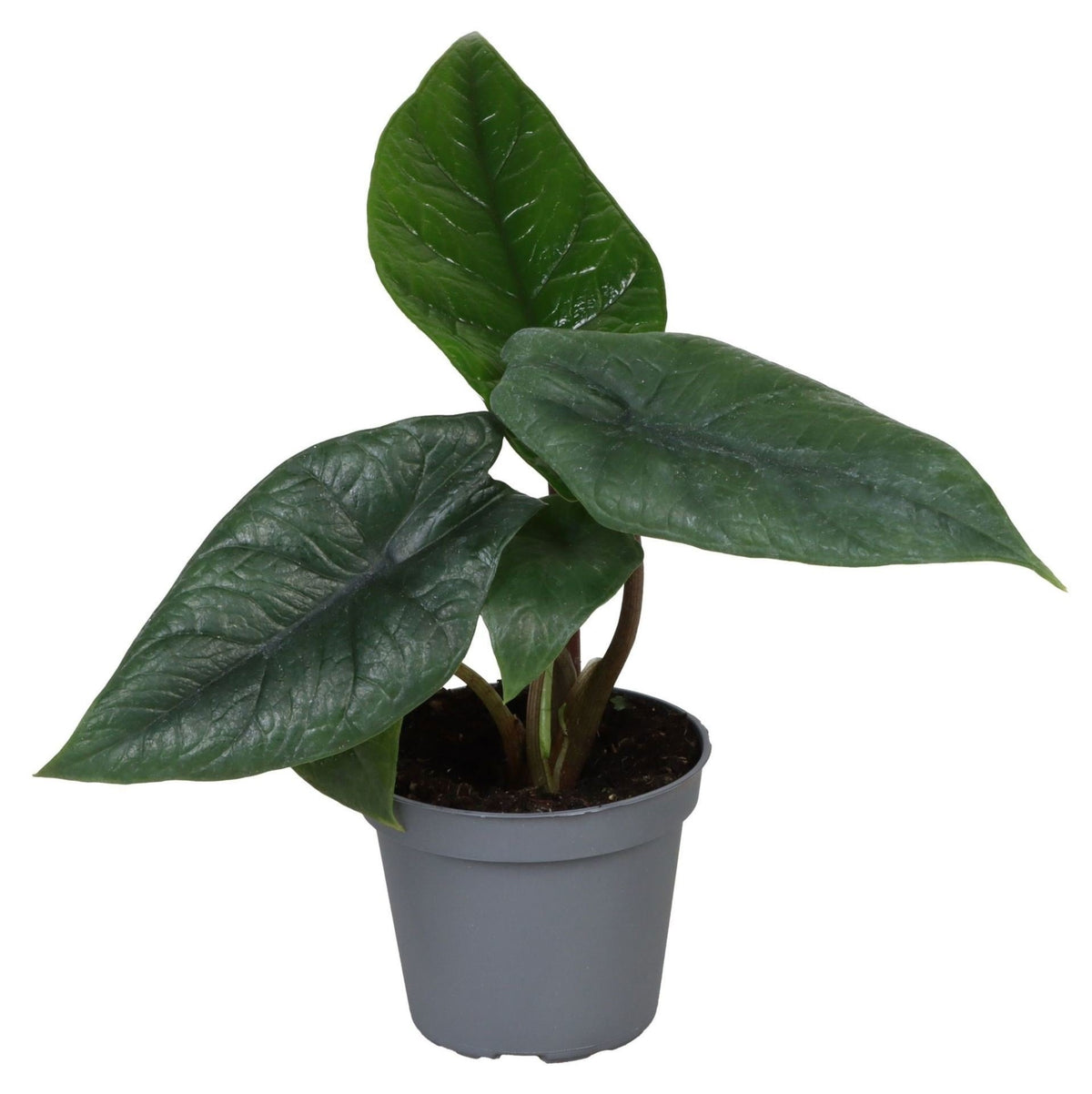 Alocasia Scalprum - Alocasia Scalprum - Grijs - Tropisch - Ø6cm - ↕15cm
