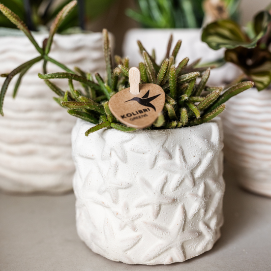Compagnia di colibrì | Set di piante Star Fish piccolo | Orchidea Phalaenopsis bianca Lausanne e succulente incl. vasi decorativi in ​​ceramica su vassoio biologico bianco