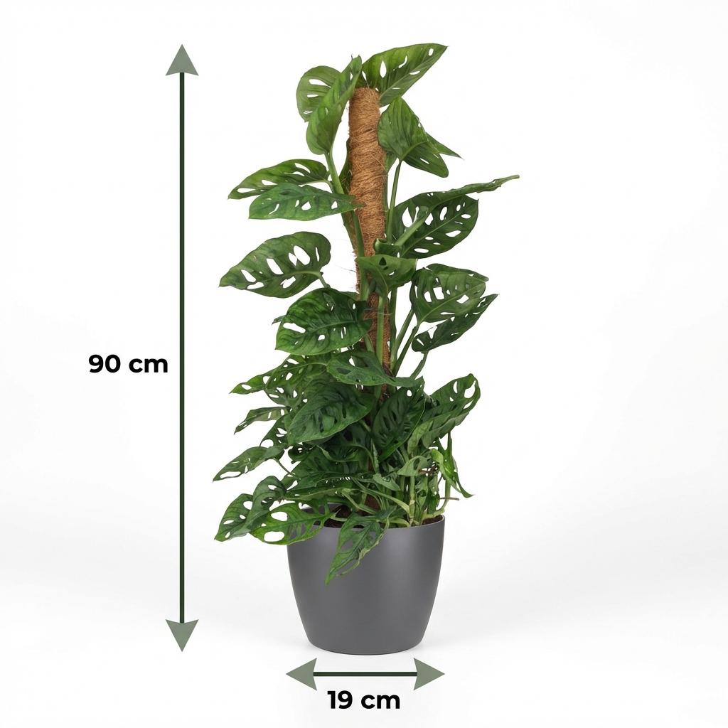 Green boutiQ - Houseplant - Monkey Mask - Monstera Adansonii Moss Pole - Green - Low maintenance - 1 Plant - with Grey Potter - Pot 19cm - Height 90cm