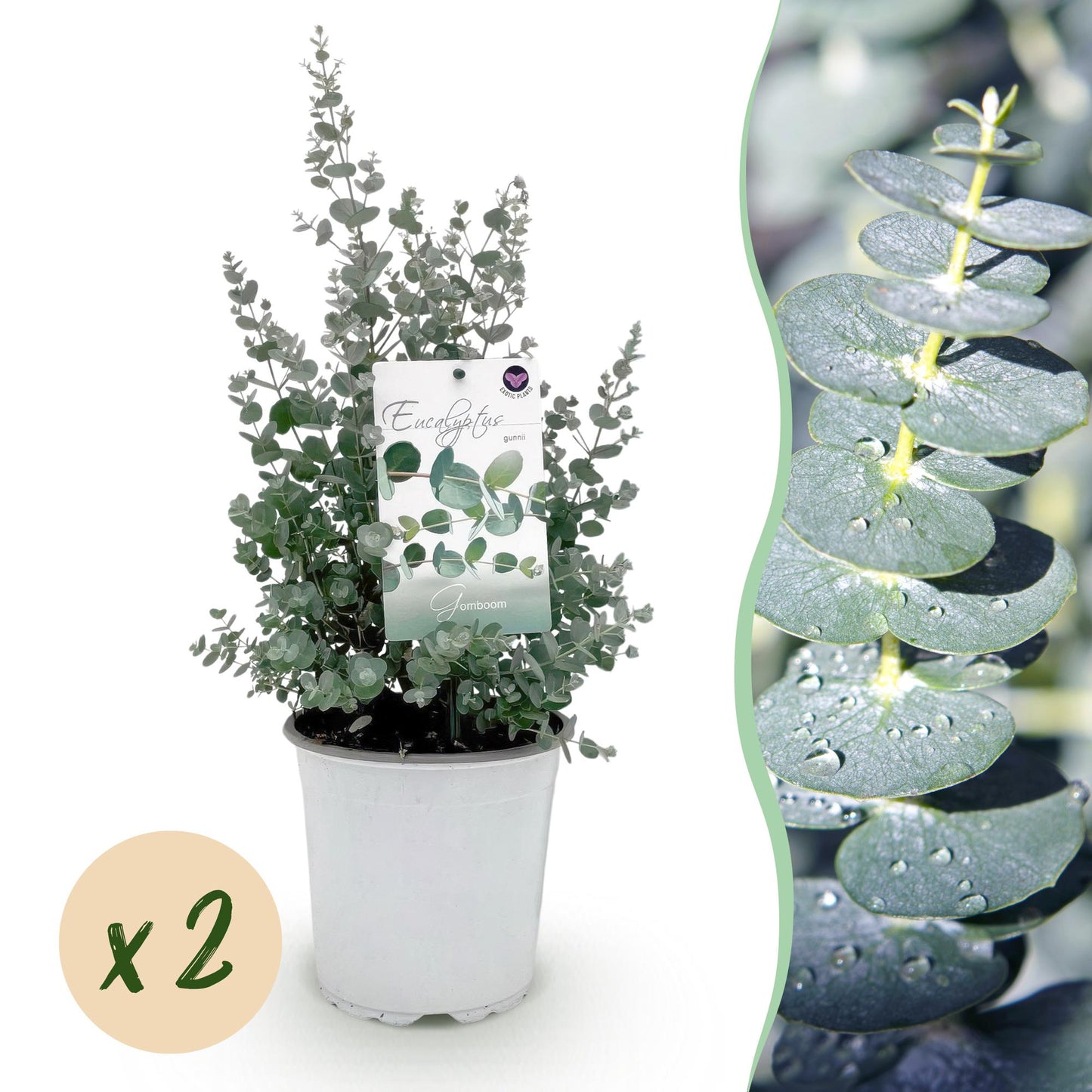 Green boutiQ - Terrasplant - Eucalyptus boom - Eucalyptus gunni  - Grijs - 2 Planten - Winterhard - Pot 17cm Hoogte 40cm