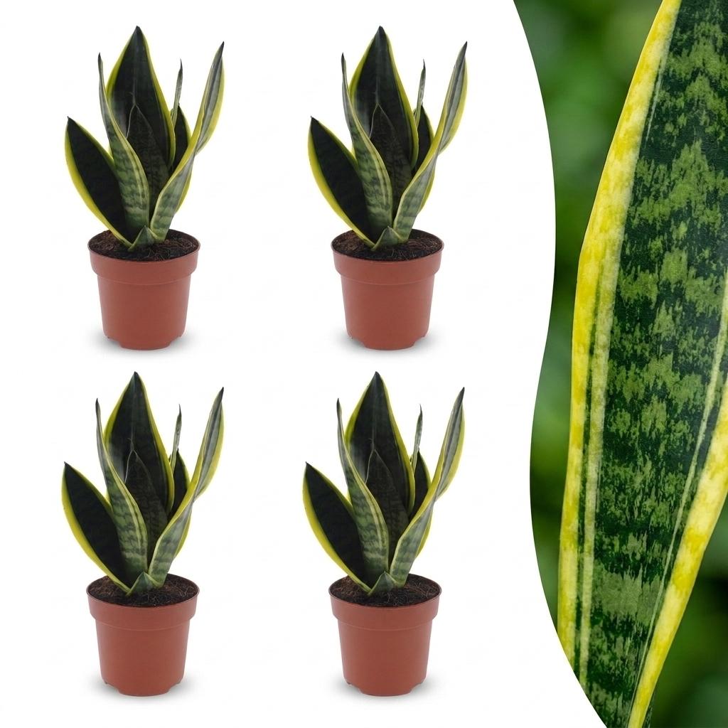 Sansevieria Future Superb - Lingua di Suocera - 4 Piante - Vaso 12cm - Altezza - 35cm