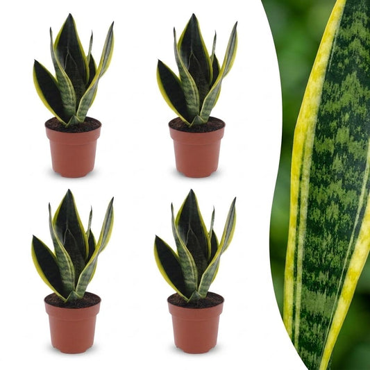 Sansevieria Future Superb - Vrouwentong - 4 Planten - Pot 12cm - Hoogte - 35cm