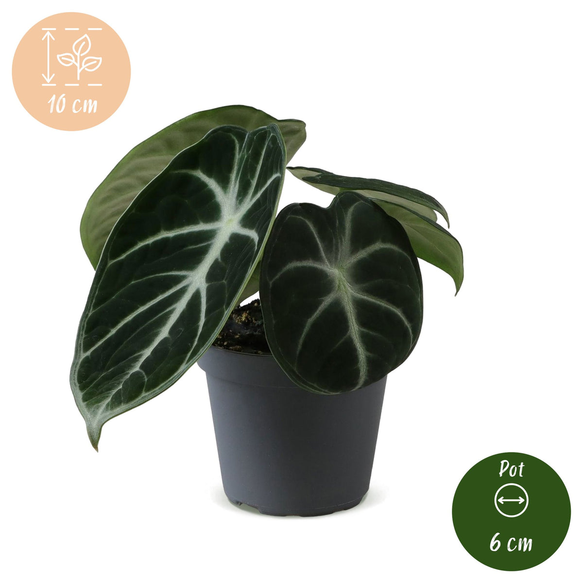 Alocasia Ninja - Alocasia Ninja - Zwart - Tropisch - Ø6cm - ↕10cm