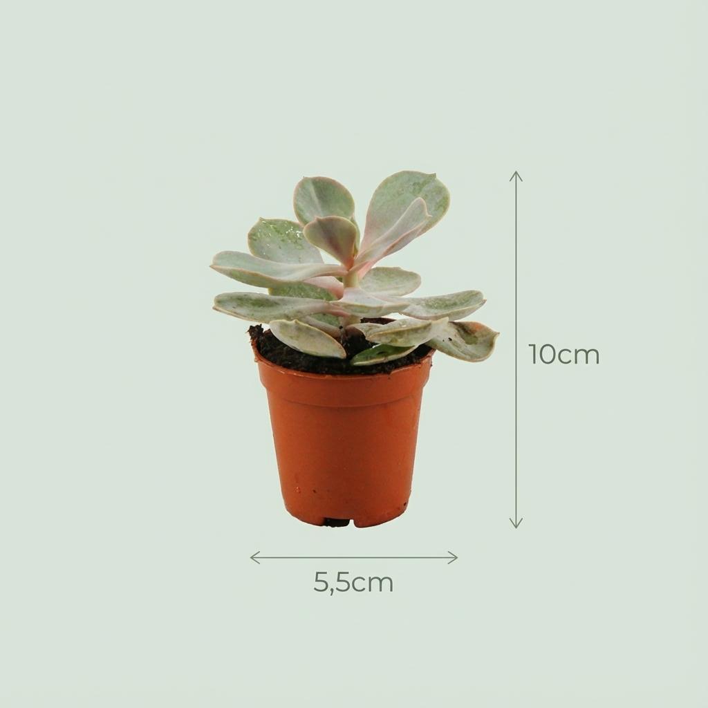 Mini Succulenten Mix - 30 Stuks - Ø 8,1 cm - Hoogte: 5-10 cm - Terracotta Potten