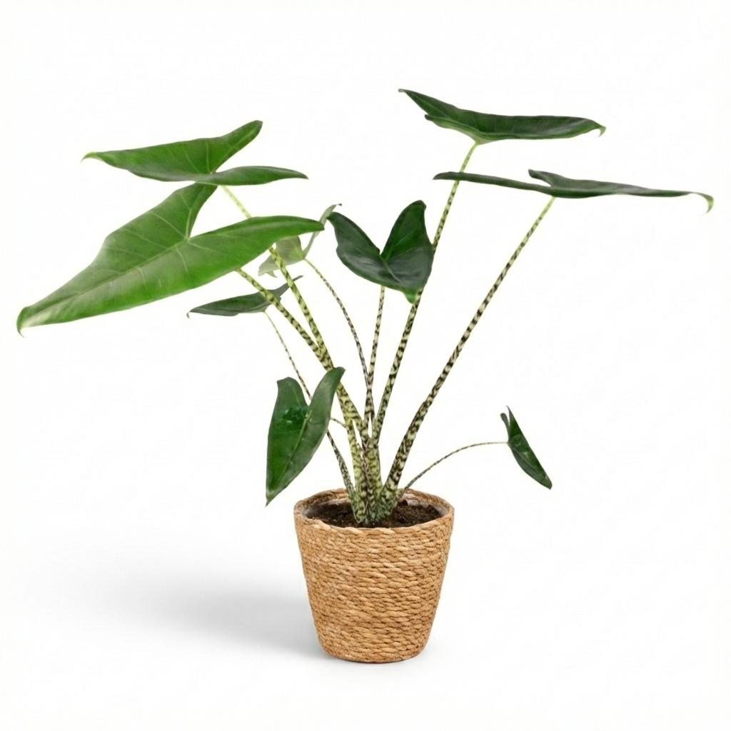 Houseplant - Elephant Ear Zebrina - Alocasia Zebrina - Green - Low maintenance - 1 Plant - with Basket - Pot 21 cm - Height 70 - 75cm